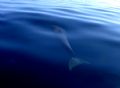Tursiops sp.